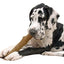 Petstages Dogwood Durable Stick
