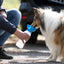 Trixie Waterdispenser Voor Onderweg Kunststof Assorti