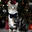 Cupid & Comet Luxury Vlinderstrik Fluweel Blauw S
