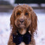 Cupid & Comet Luxury Vlinderstrik Fluweel Blauw L
