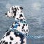 Morso Hondentuig H-Tuig Gerecycled Splash Blauw