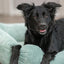 Trixie Hondenmand Vital Jonna Ribfluweel Saliegroen