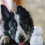 Numaxes Eyenimal Pet Vision Live Hd Camera Zonder Geluid Detectie