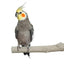 Back Zoo Nature Super Stone Perch