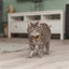Trixie Kattenhalsband Geblokt Motief Assorti 20-30X1 Cm
